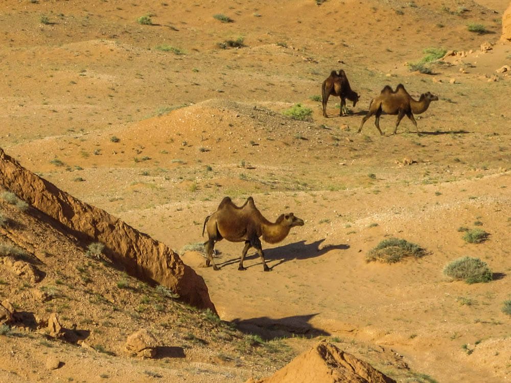 Camels near Bayanzag in the Gobi desert in Mongolia