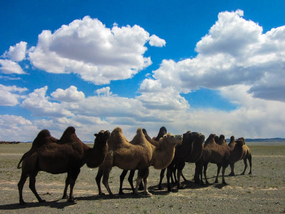 Camels in the Gobi desert in Mongolia