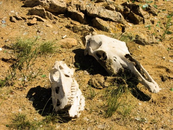 Horse skulls in the Gobi desert