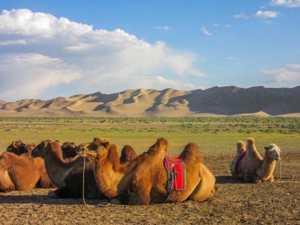 Camels at the slope of Khongoryn Els in the Gobi desert in Mongolia